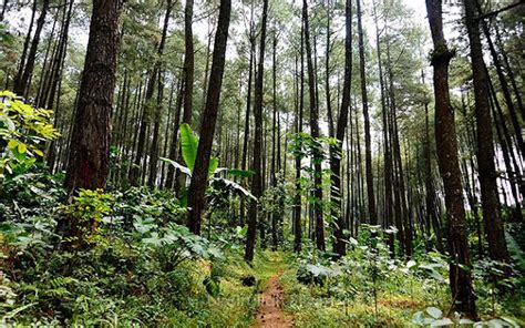 Gambar Foto Gratis Forest Path Jalan Setapak Gambar Hutan Alam Jejak di
